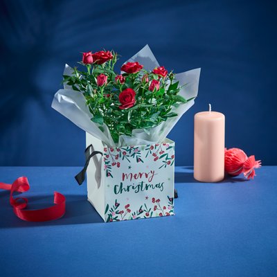 The Christmas Rose Plant Gift Bag