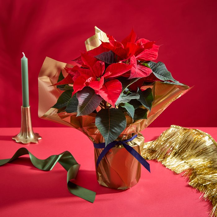 Large Gift Wrapped Poinsettia