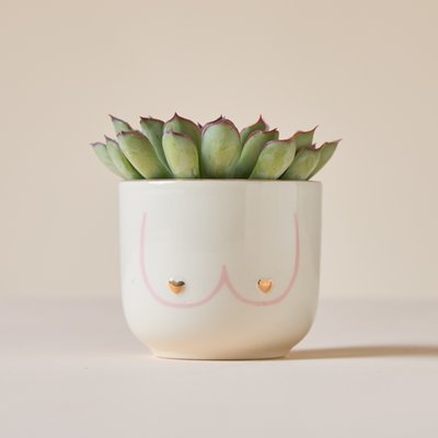 Echeveria in Mini Girl Power Pot