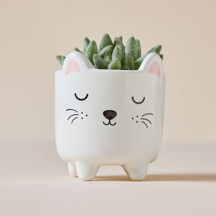 Echeveria Succulent in Mini Cat Planter