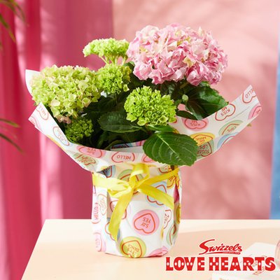 Love Hearts Hydrangea Outdoor Plant 