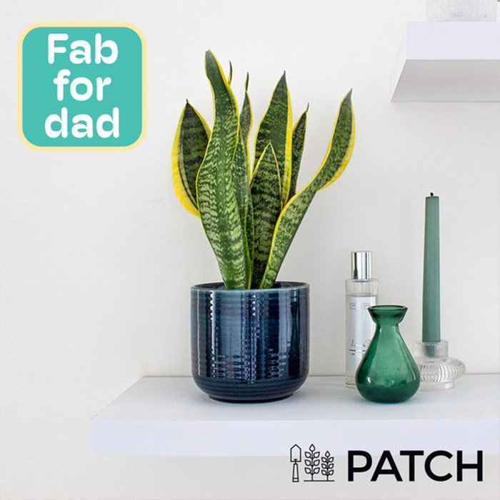 Patch ‘Susie' The Snake Plant With Pot