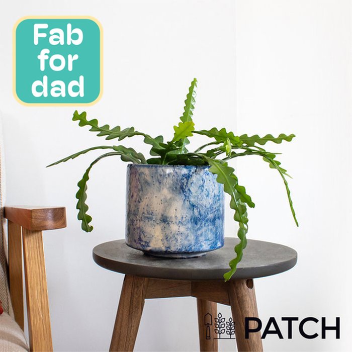 Patch ‘Kate' The Fishbone Cactus With Pot