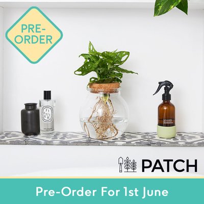 Patch ‘Wallace' The Hydroponic Plant Set