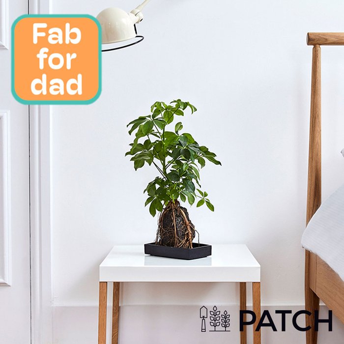 Patch ‘Bali' The Schefflera With Pot