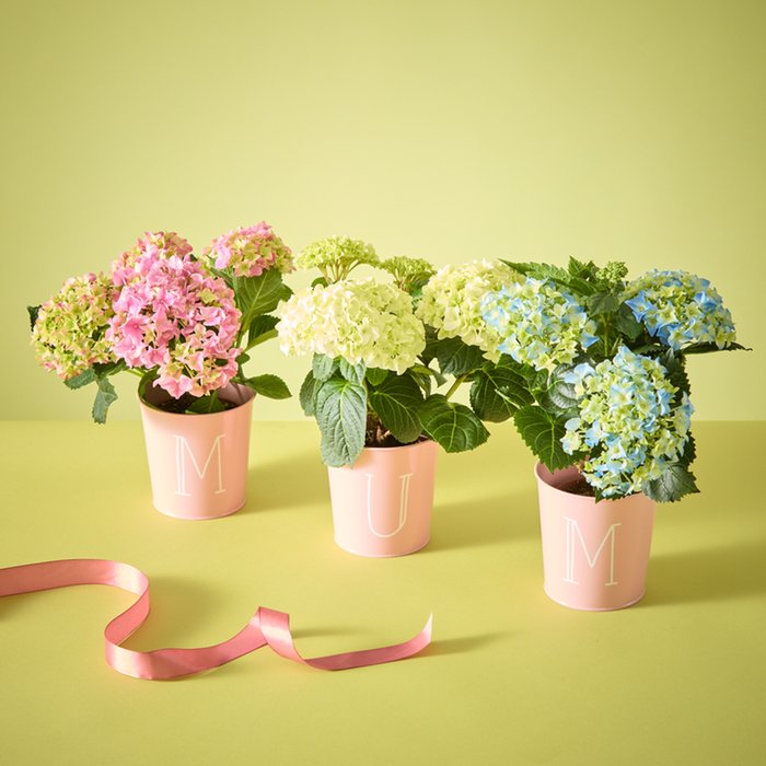 The Appreciate You Mum Hydrangeas with Pots