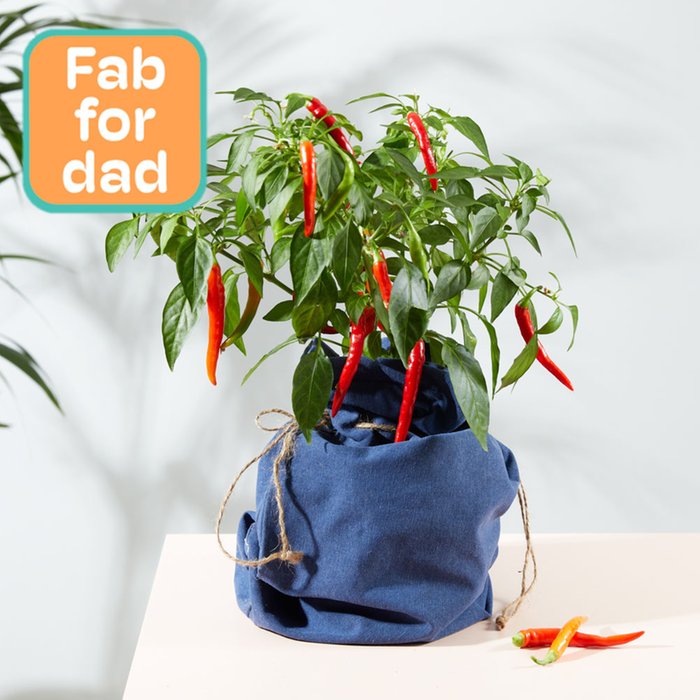 Large Hot Cayenne Chili Plant in Bag
