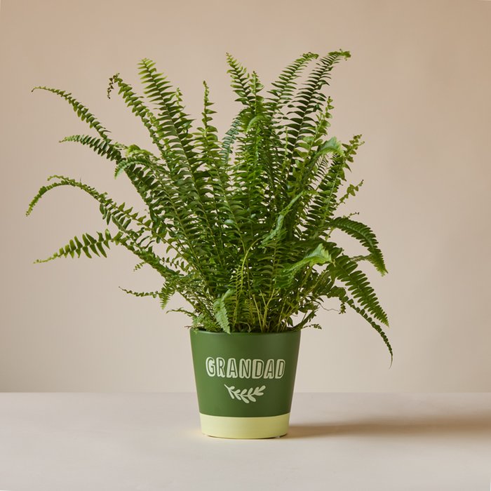 Boston Fern in Grandad Terracotta Pot