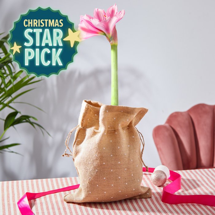 The Candy Cane Amaryllis Bulb in Hessian Bag