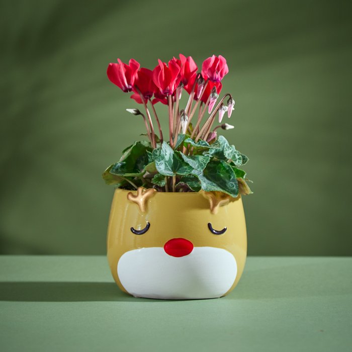 Red Cyclamen in Sleeping Reindeer Pot