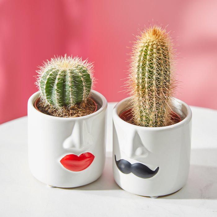 Cactus in Mr & Mrs Pots