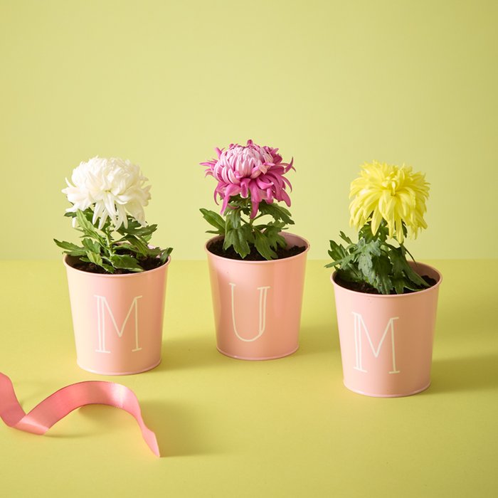 Chrysanthemum Plants in Mum Pots