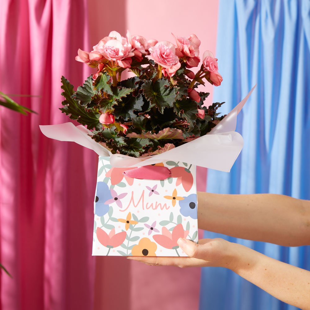 Moonpig Pink Joy Begonia Plant In Mum Gift Bag Flowers