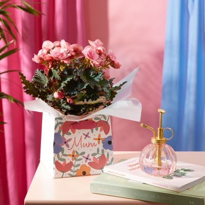 Pink Joy Begonia Plant in Mum Gift Bag