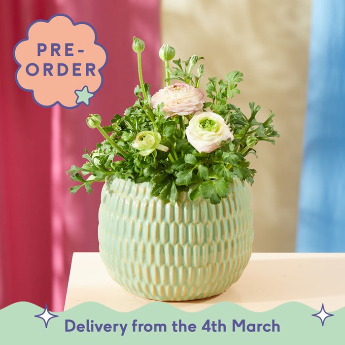 Pink Ranunculus Plant in Spotted Pot