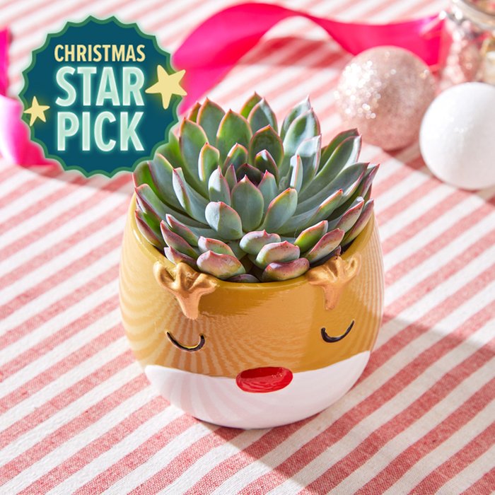 Succulent in Sleeping Reindeer Pot
