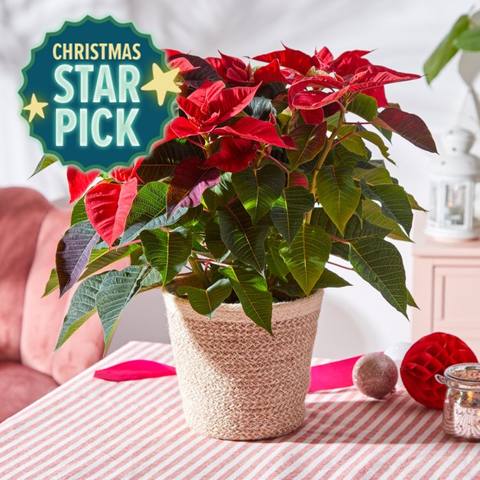 Poinsettia in Basket Pot