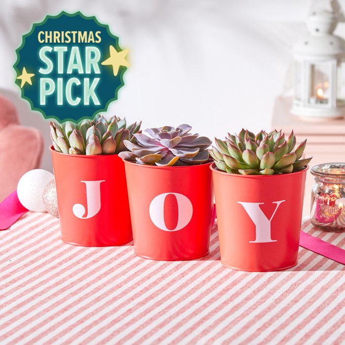 The JOY Pots with Succulent