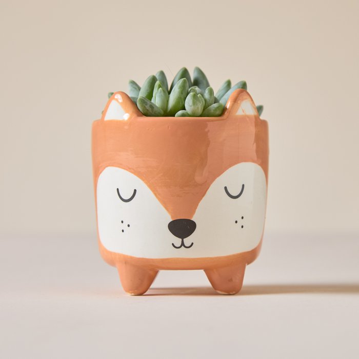 Succulent in Mini Woodland Fox Pot