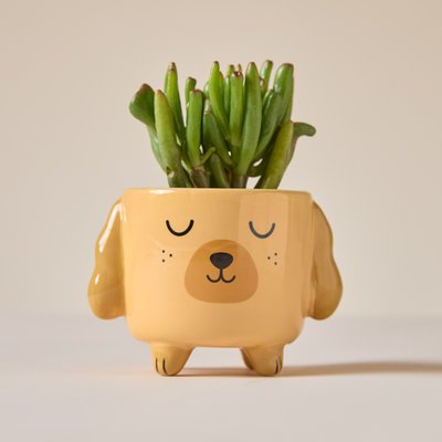 Succulent in Charlie the Cockapoo Mini Planter