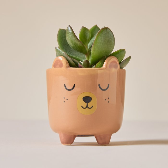 Succulent in Sleepy Bear Mini Planter