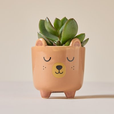 Succulent in Mini Sleepy Bear Pot