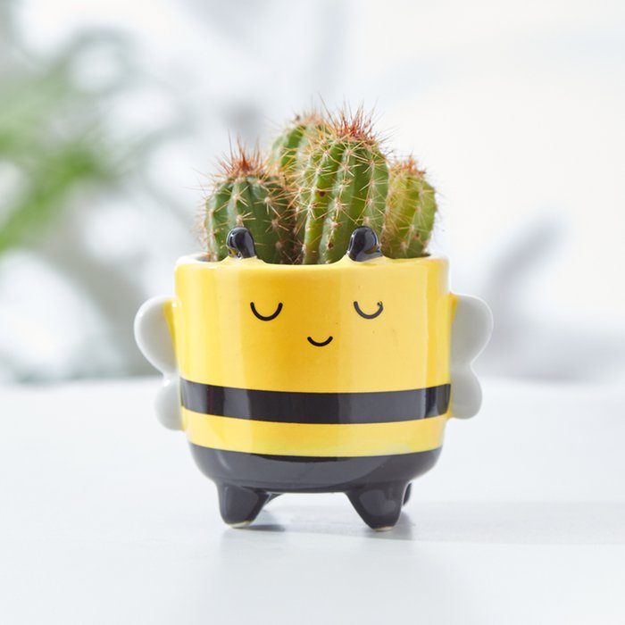 Cactus in Happy Bee Mini Planter