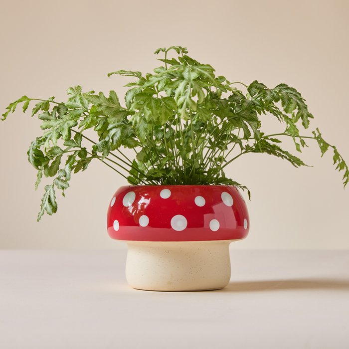 Fern in Spotted Scarlet Fungi Pot