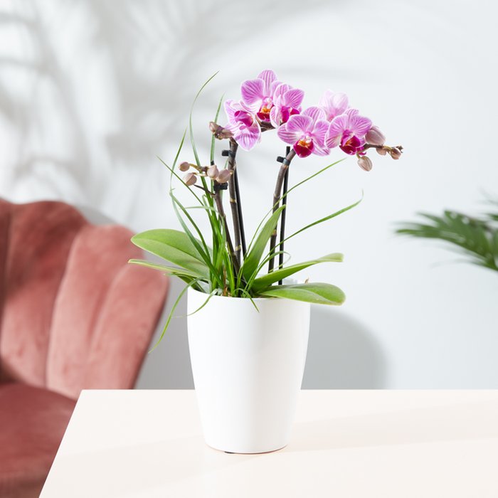 The Elegance Triple Stemmed Orchid with Grass in Pot