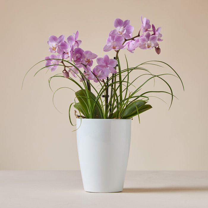 The Elegance Triple Stemmed Orchid