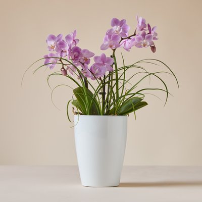 The Elegance Triple Stemmed Orchid