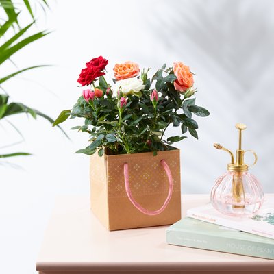 The Birthday Magic Colour Changing Rose in Gift Bag