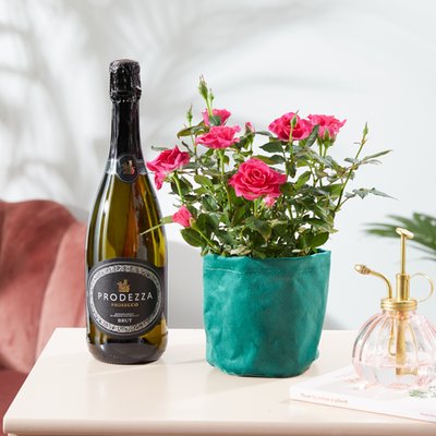 Rose Plant Prosecco Gift Set 