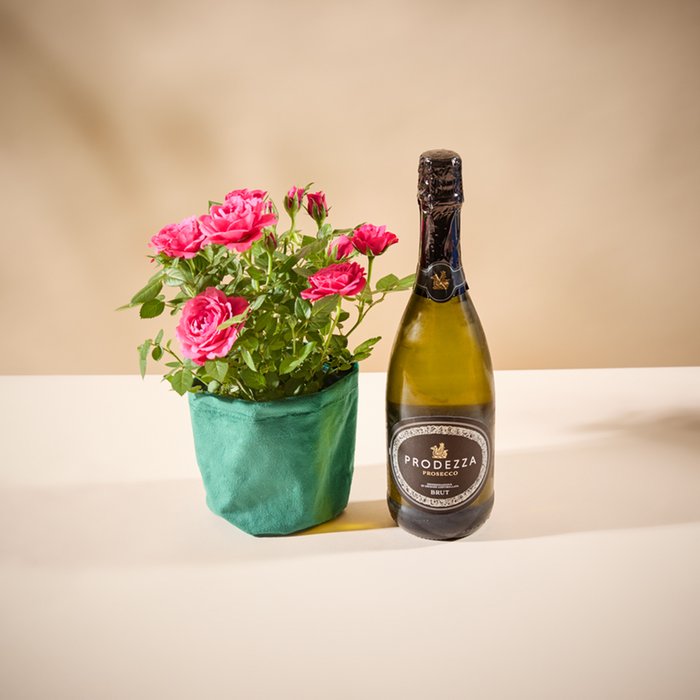 Rose Plant & 75cl Prosecco Gift Set