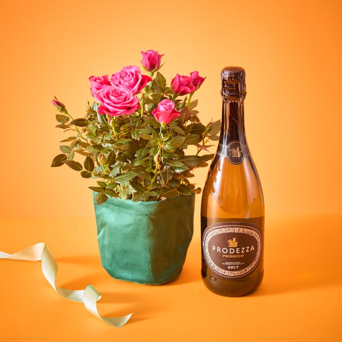Mother's Day Rose Plant & 75cl Prosecco Gift Set
