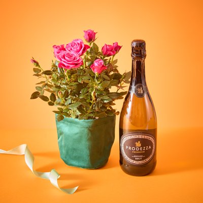 Rose Plant Prosecco Gift Set 