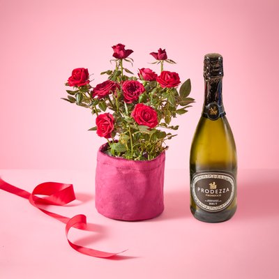 Rose Plant Prosecco Gift Set 