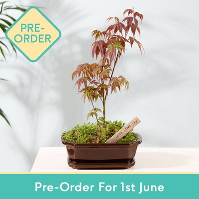 Grow Your Own Acer Bonsai Kit