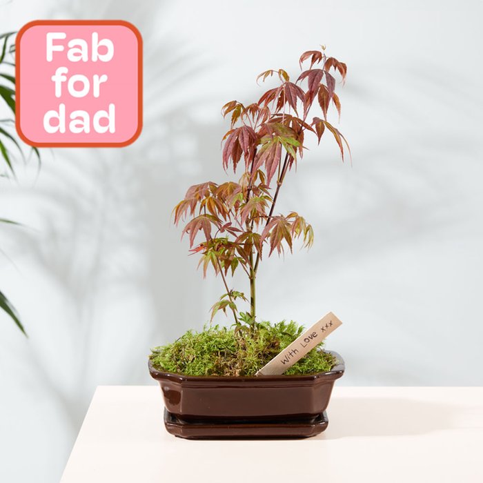 Grow Your Own Acer Bonsai Kit