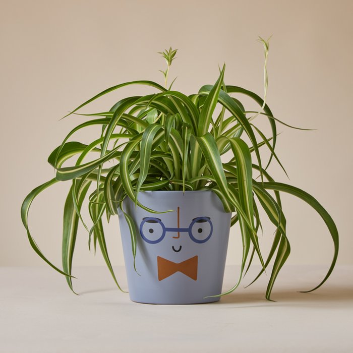 Cheeky Chap and Curly Spider Plant