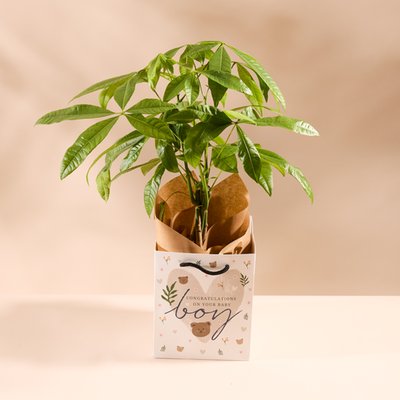 The Baby Boy Plant Gift Bag