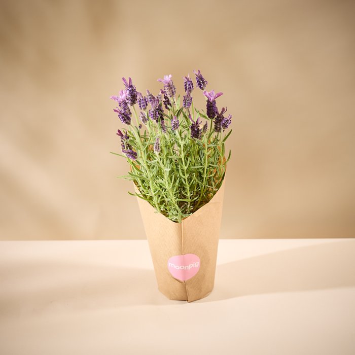 Fragrant French Lavender Plant 