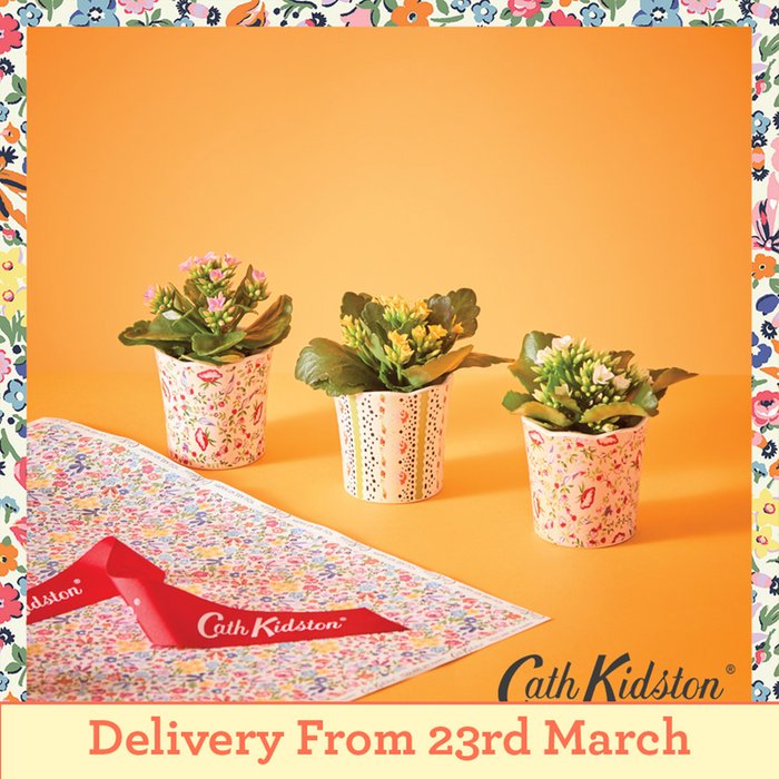 Cath Kidston Trio with Kalanchoes