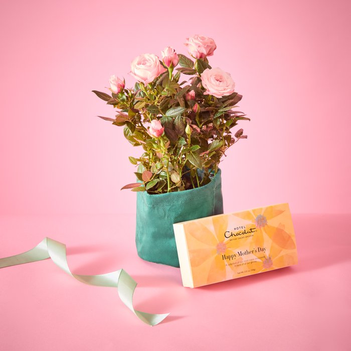 Happy Mother's Day Chocolates and Rose plant gift set