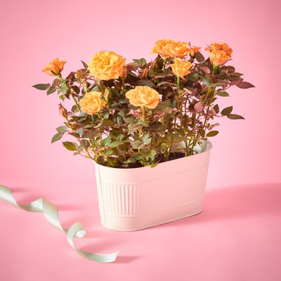 The Sunshine Rose Planter