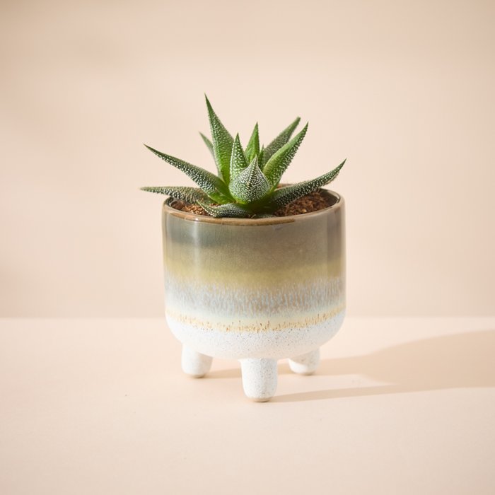 Mojave Leggy Green Glaze with Hawthoria Plant 