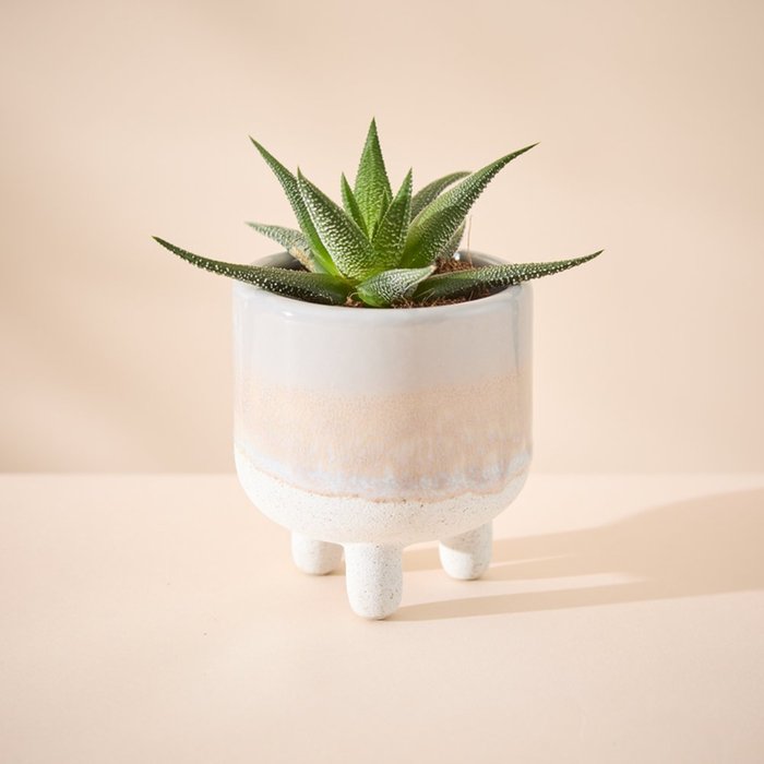 Mojave Leggy Grey Glaze with Haworthia Plant