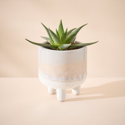 Mojave Leggy Grey Glaze with Haworthia Plant