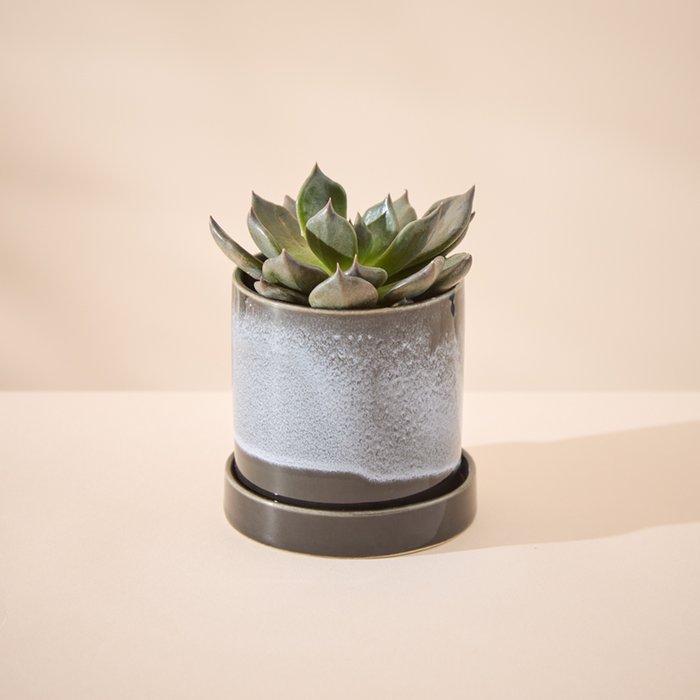 Mini Glazed Pot & Saucer with Echeveria Plant