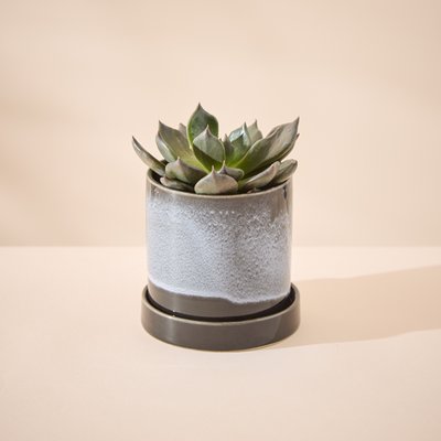 Mini Glazed Pot & Saucer with Echeveria Plant